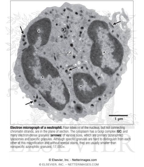 Electron Micrograph of a Neutrophil