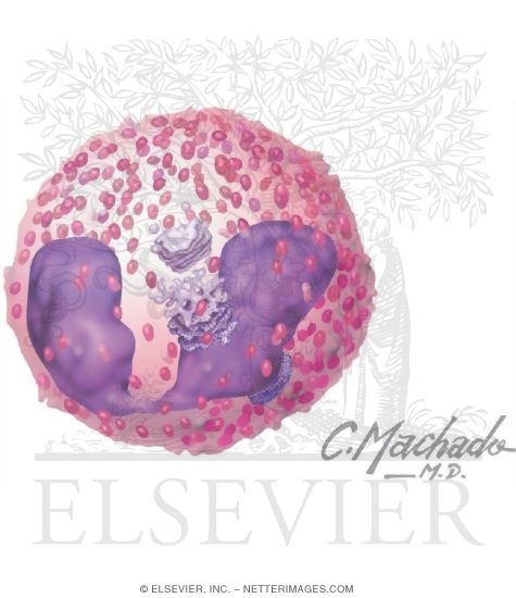 Eosinophil