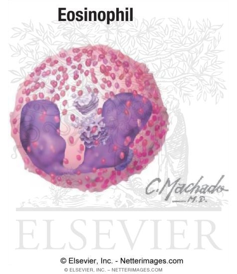 Eosinophil