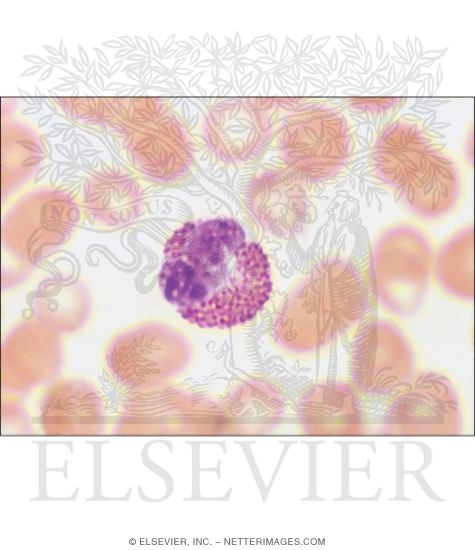 Light Micrograph of an Eosinophil In a Blood Smear
