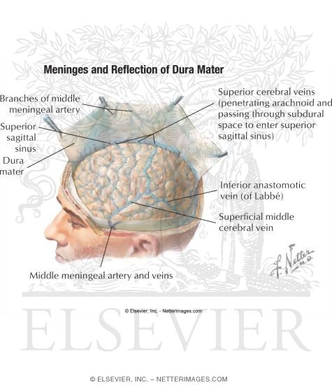 Meninges and Reflection of Dura Mater