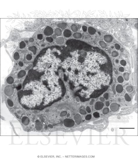 Electron Micrograph of a Basophil