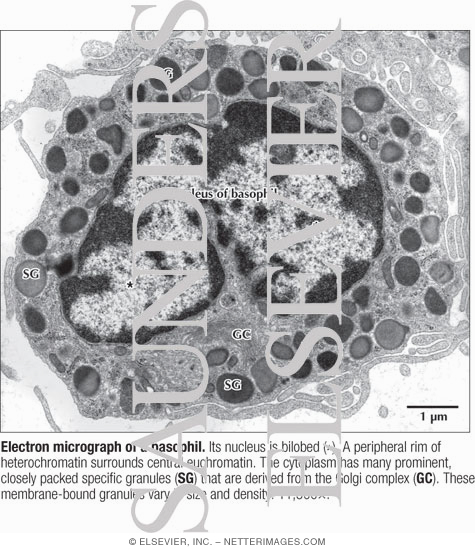 Electron Micrograph of a Basophil