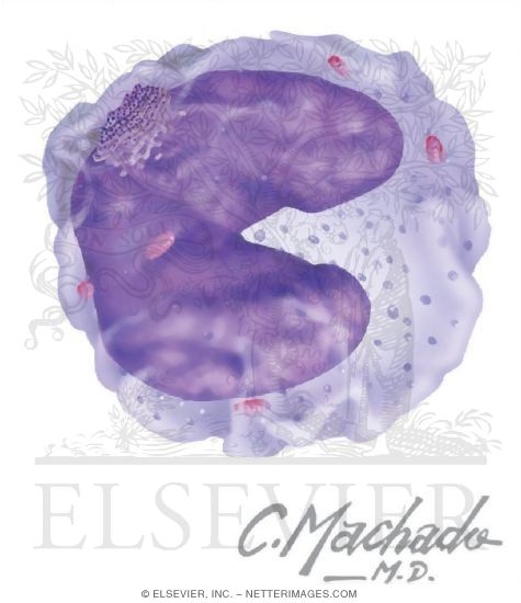 Monocyte