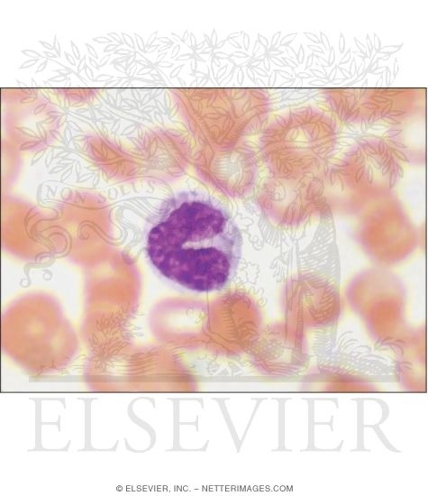 Light Micrograph of a Monocyte In a Blood Smear