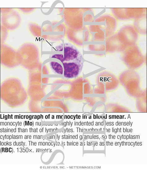 Light Micrograph of a Monocyte In a Blood Smear