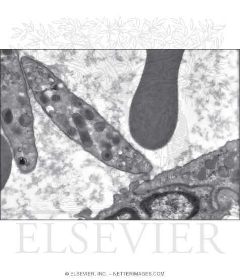 Watermarked preview of unlabeled image: Electron Micrograph of Two Platelets and Part of an Erythrocyte (RBC) In the Lumen of a Blood Vessel
