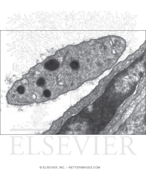 Electron Micrograph of a Platelet In the Lumen of a Blood Vessel