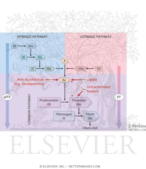 The Coagulation Cascade