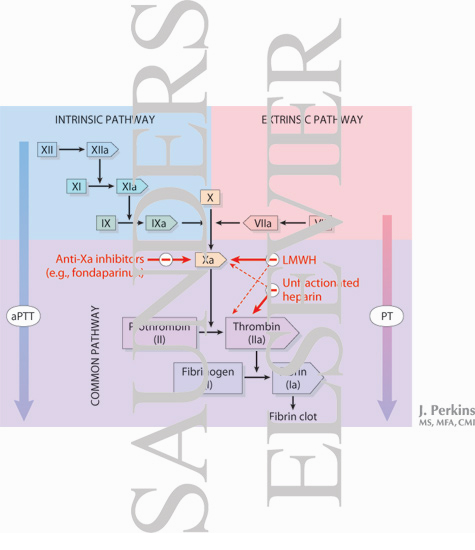 The Coagulation Cascade