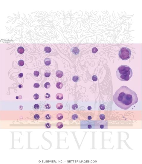 Schematic Showing Stages of Hematopoiesis