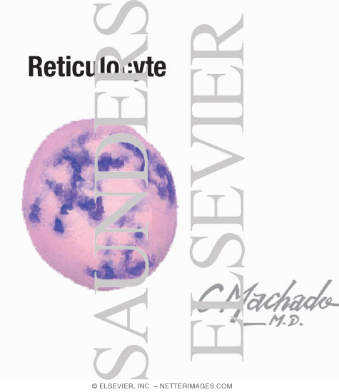Reticulocyte