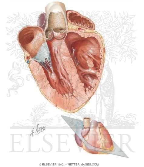 Heart Cut Open Showing Atria and Ventricles