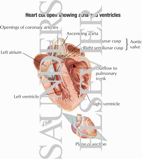 Heart Cut Open Showing Atria and Ventricles