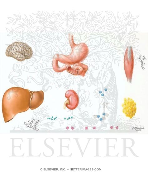Watermarked preview of unlabeled image: Internal Organs
