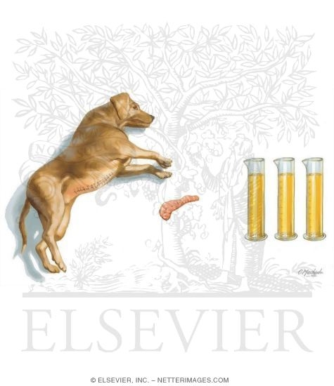 Watermarked preview of unlabeled image: Dog and Pancreas With Vials of Urine
