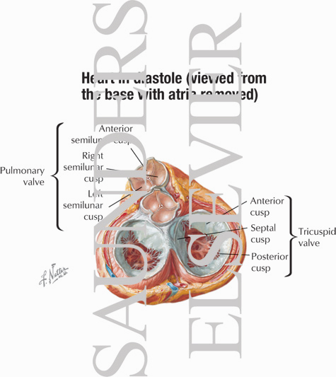 Pericardium and Heart: Valves and Fibrous Skeleton