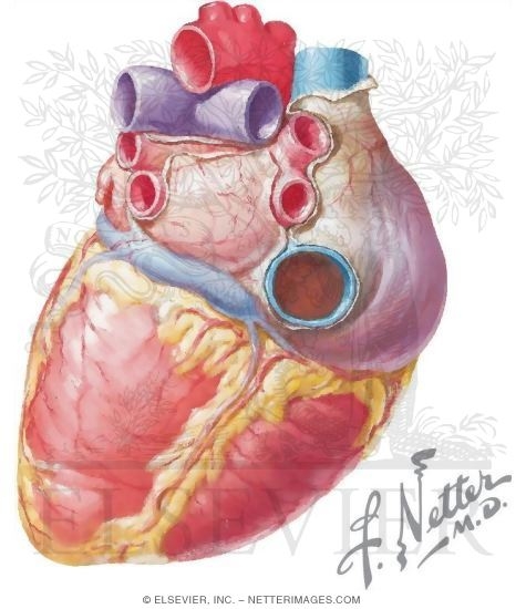 Watermarked preview of unlabeled image: Heart Viewed From Below and Behind With Light Micrograph of Part of the Aortic Wall