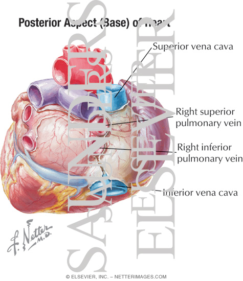 Posterior Aspect (base) of Heart With Light Micrograph of ...