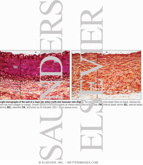 Light Micrographs of the Wall of a Muscular Artery (Left) and Muscular Vein (Right)