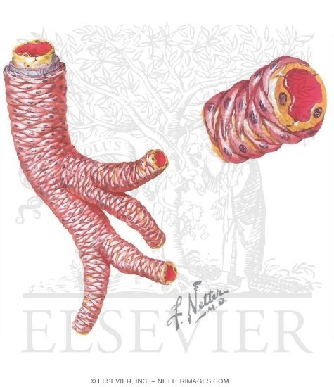 Structure Of Arterioles With Light Micrograph Of An Arteriole In Transverse Section