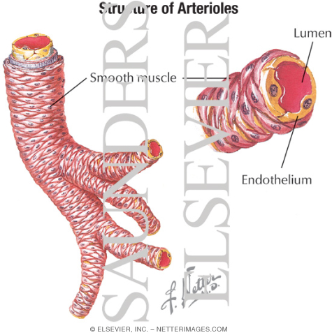 Structure of Arterioles With Light Micrograph of an Arteriole In Transverse Section