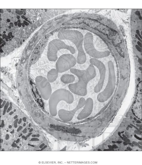 Electron Micrograph of an Arteriole In the Kidney In Transverse Section
