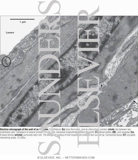 Watermarked preview of labeled image: Electron Micrograph of the Wall of an Arteriole