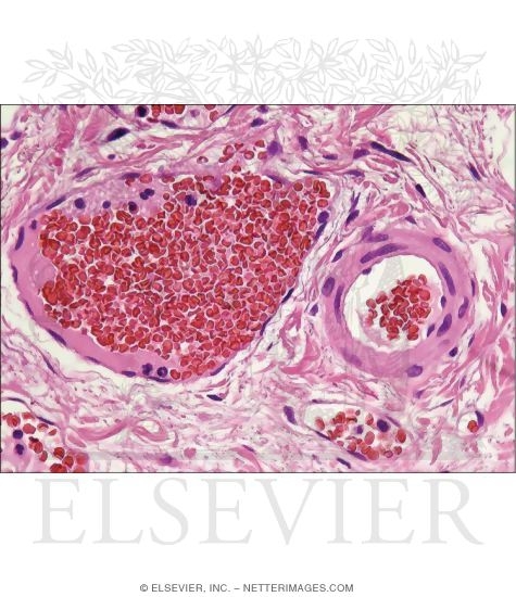Light Micrograph of a Venule and Arteriole In Transverse Section