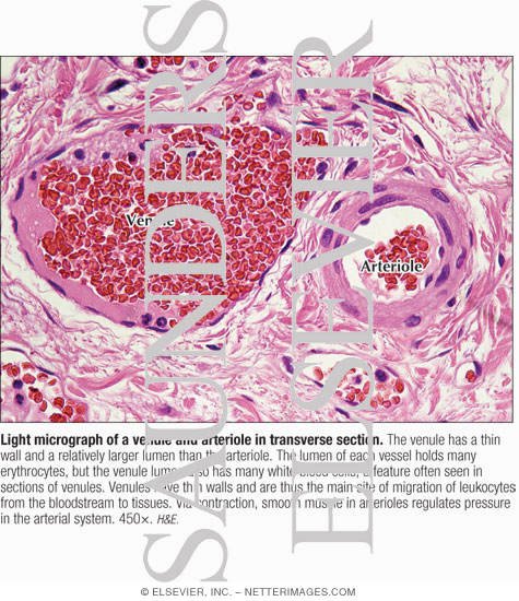 Watermarked preview of labeled image: Light Micrograph of a Venule and Arteriole In Transverse Section