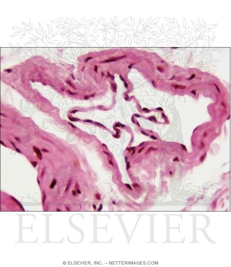 Light Micrograph of a Small Vein and Its Valve In Transverse Section