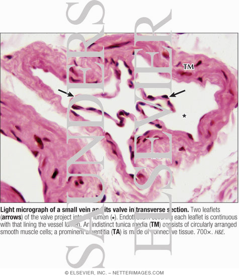 Watermarked preview of labeled image: Light Micrograph of a Small Vein and Its Valve In Transverse Section