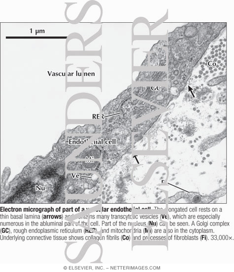 Watermarked preview of labeled image: Electron Micrograph of Part of a Vascular Endothelial Cell
