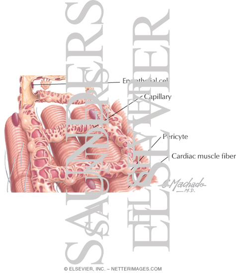 Watermarked preview of labeled image: Branching Network of Capillaries In the Myocardium With Light Micrograph of a Capillary In Longitudinal Section
