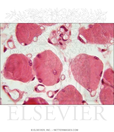 Light Micrograph of Capillaries In Skeletal Muscle In Transverse Section