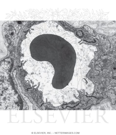 Watermarked preview of unlabeled image: Electron Micrograph of a Tight Capillary In the Central Nervous System