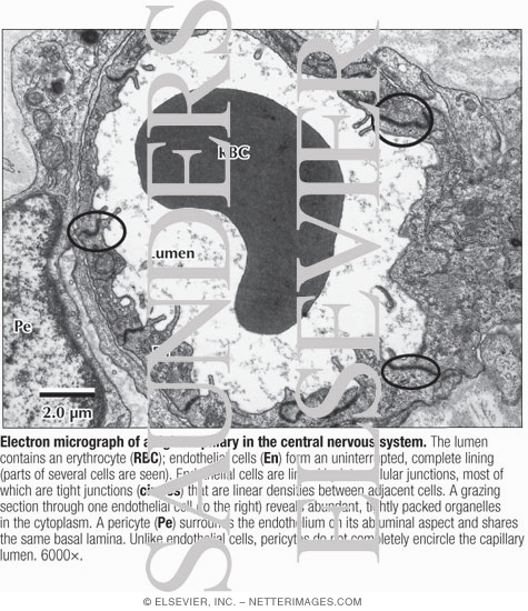 Watermarked preview of labeled image: Electron Micrograph of a Tight Capillary In the Central Nervous System