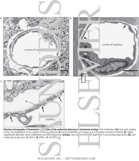 Electron Micrographs of Fenestrated Capillaries In the Endocrine Pancreas In Transverse Section