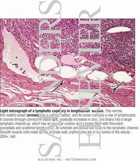 Watermarked preview of labeled image: Light Micrograph of a Lymphatic Capillary In Longitudinal  Section