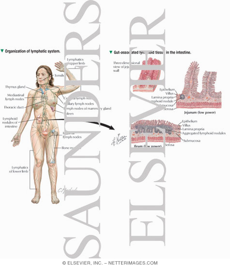Organization of Lymphatic System With Gut-Associated Lymphoid Tissue In the Intestine
