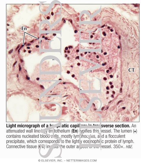 Light Micrograph of a Lymphatic Capillary In Transverse Section