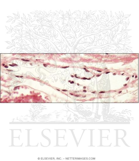 Watermarked preview of unlabeled image: Light Micrograph of a Small Lymphatic Capillary In Connective Tissue