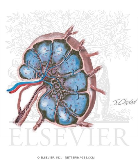 Three-dimensional Schematic of a Lymph Node