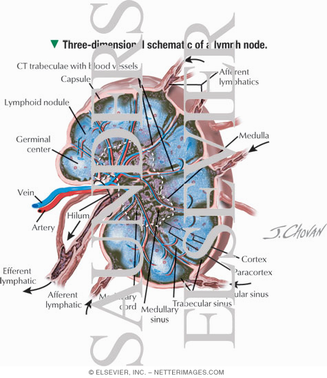 Three-dimensional Schematic of a Lymph Node