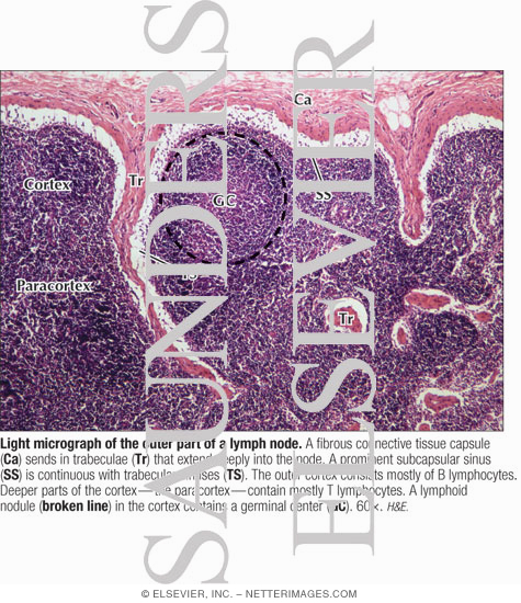 Watermarked preview of labeled image: Light Micrograph of the Outer Part of a Lymph Node