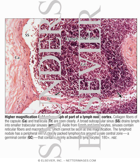 Watermarked preview of labeled image: Higher Magnification Light Micrograph of Part of a Lymph Node Cortex