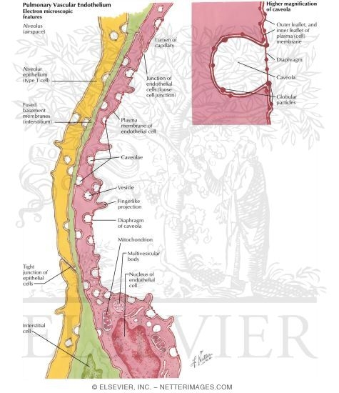 Watermarked preview of labeled image: Pulmonary Vascular Endothelium