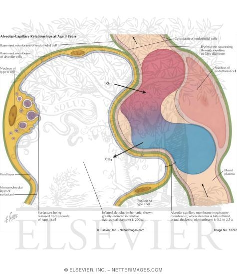 Watermarked preview of labeled image: Alveolar - Capillary Relationships at Age 8 Years