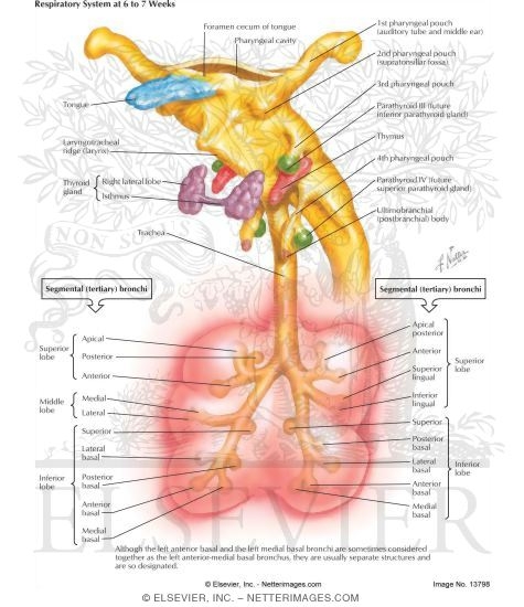 Watermarked preview of labeled image: Respiratory System at 6 to 7 Weeks