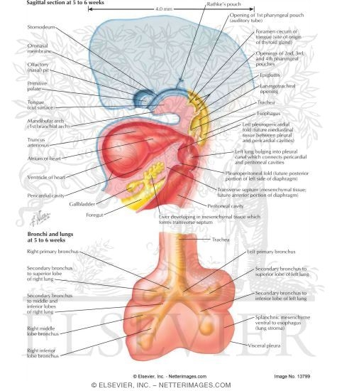 Watermarked preview of labeled image: Sagittal Section at 5 to 6 Weeks - Bronchi and Lungs at 5 to 6 Weeks